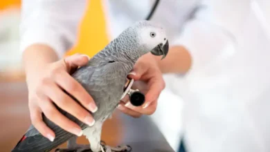 ¿Cómo puedo saber si mi loro está enfermo