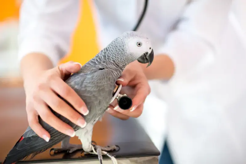 ¿Cómo puedo saber si mi loro está enfermo