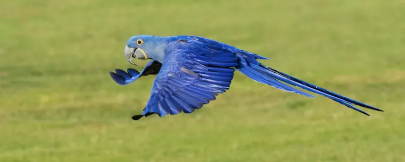 Guacamayo jacinto