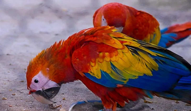 guacamayo escarlata