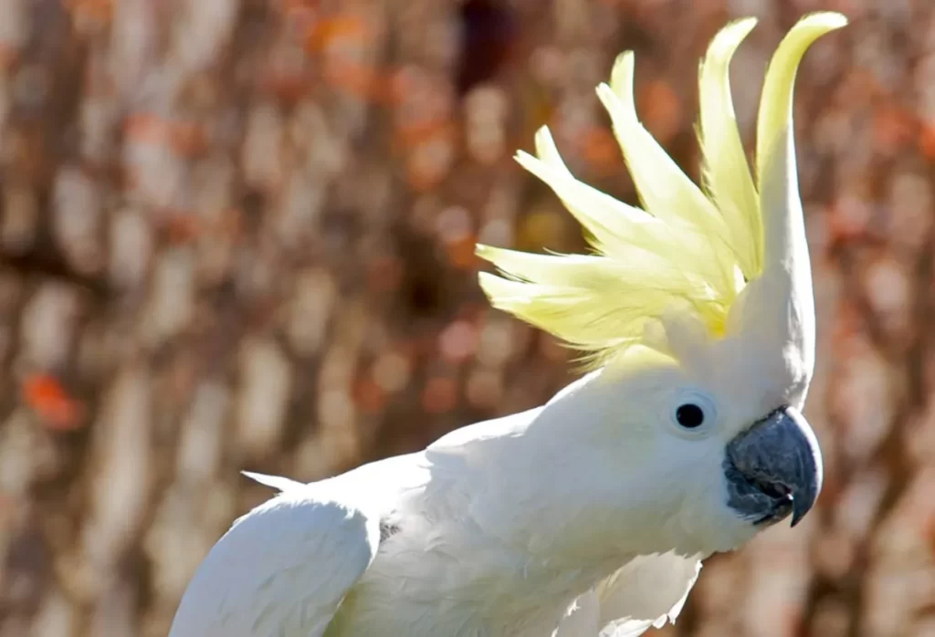 Cacatua