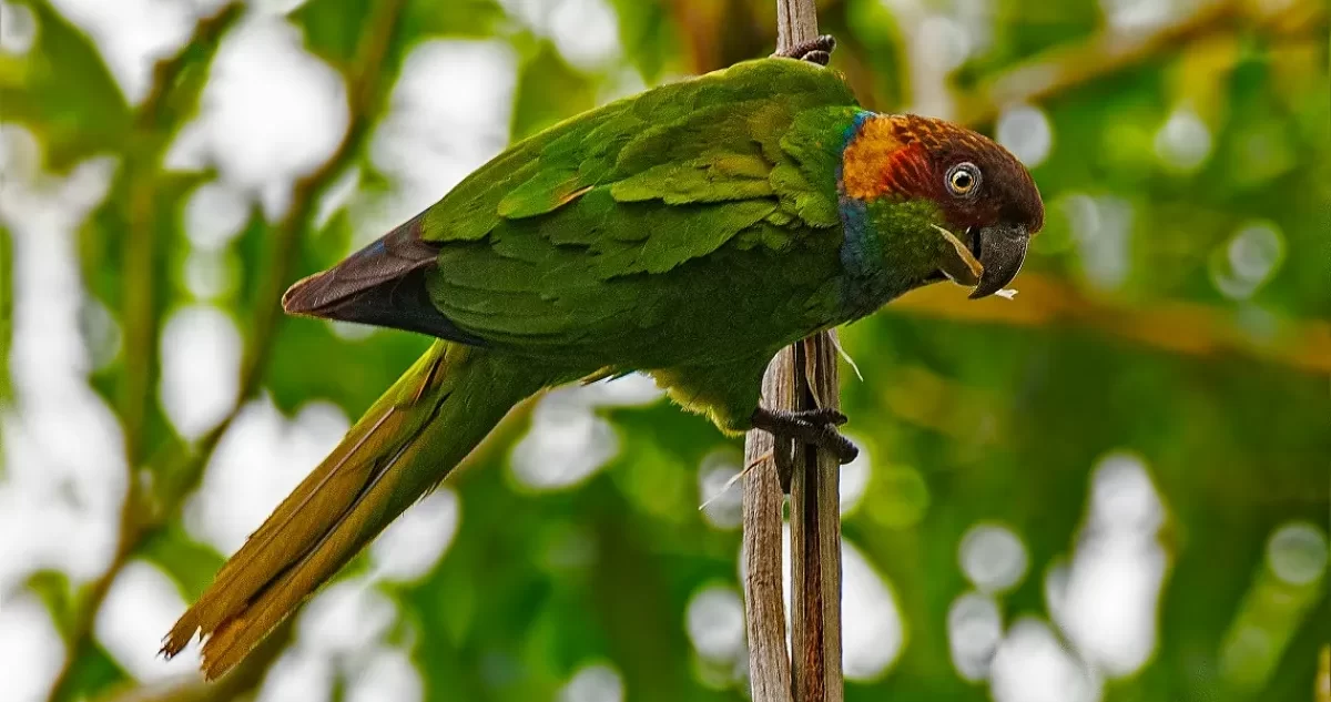 Perico Grande | Loros