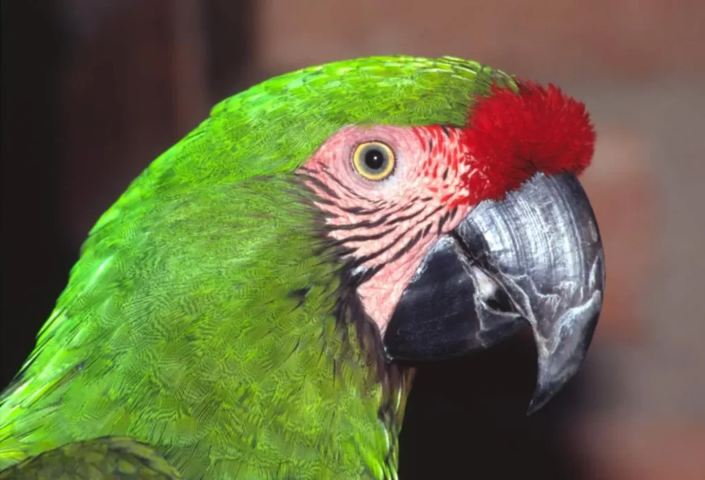 Guacamaya Verde