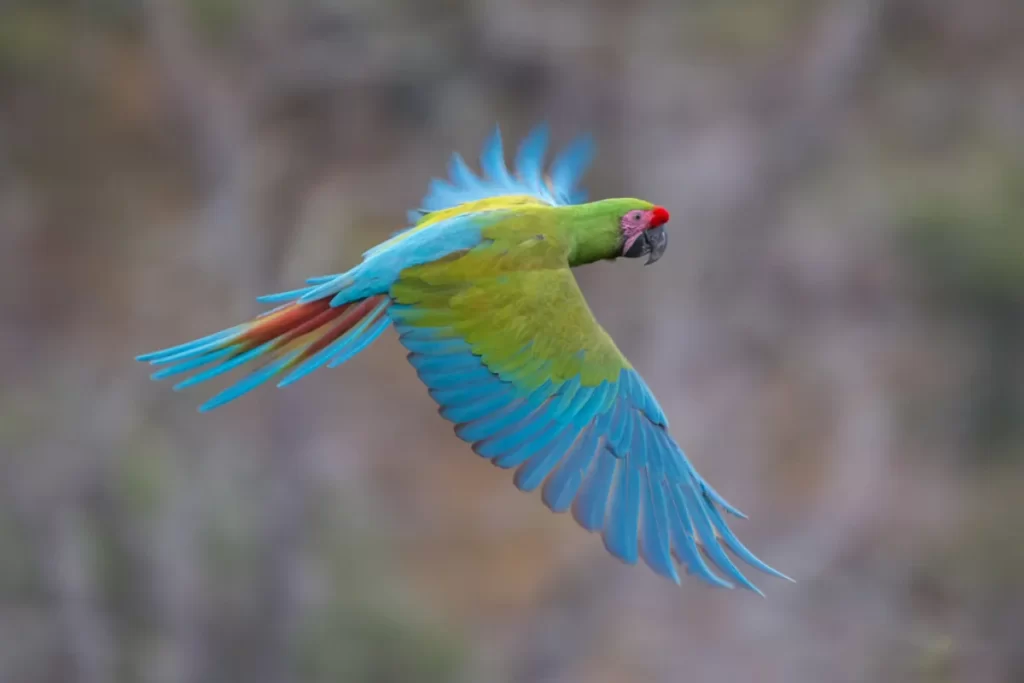 Guacamaya Verde