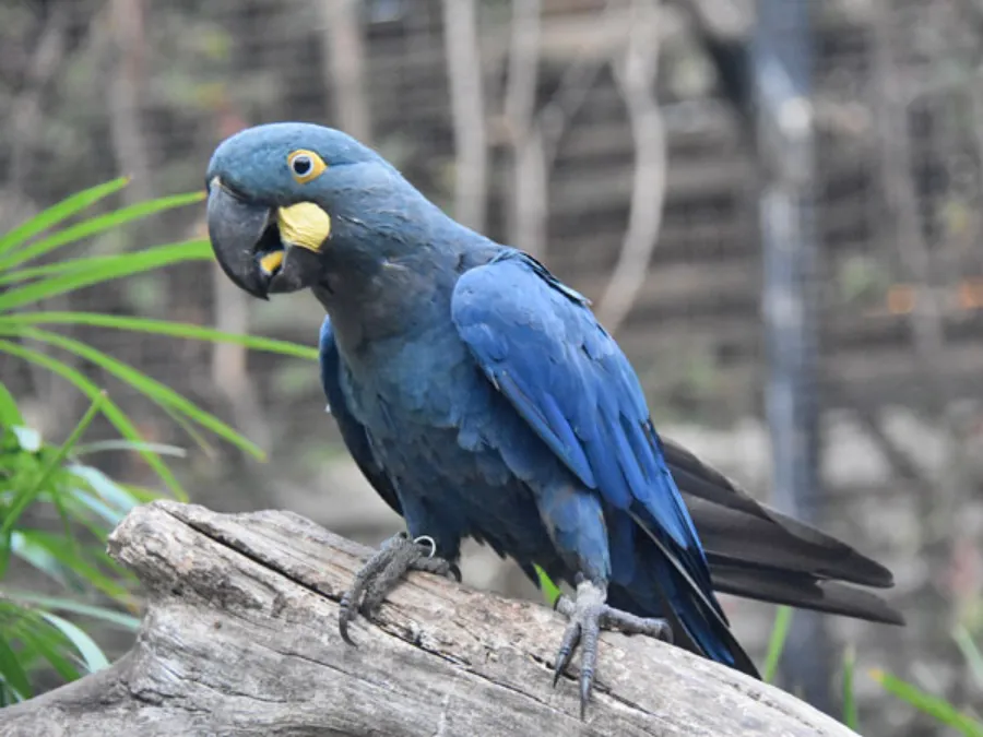 Guacamayo de Lear