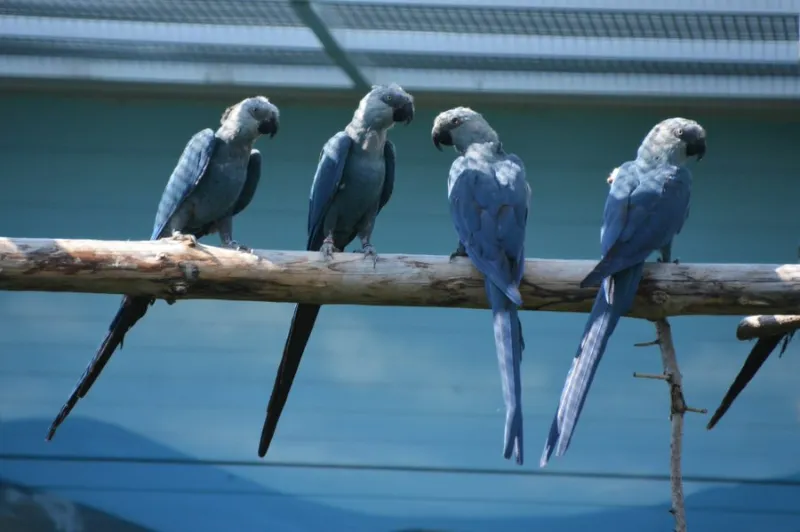 Guacamayo de Spix