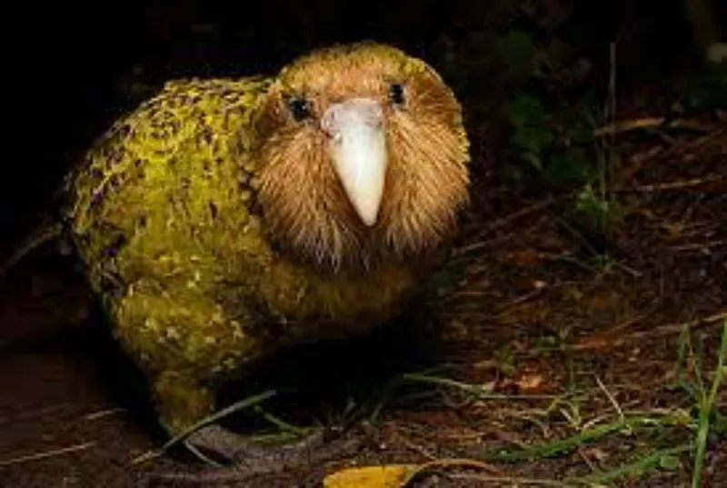 Kakapo Loro nocturno