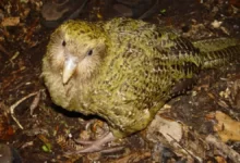 Kakapo Loro nocturno