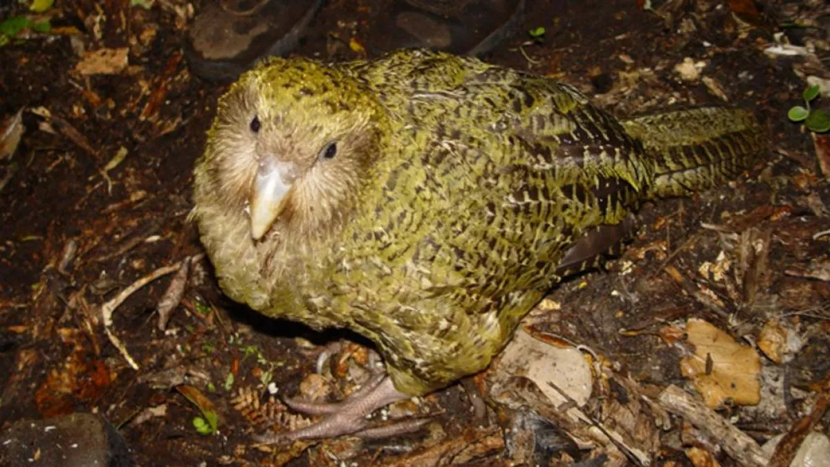 Kakapo Loro nocturno