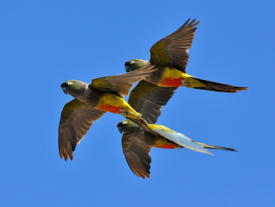 Loros Barranquero volando