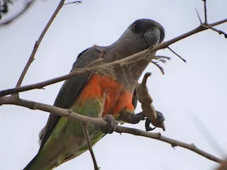 Loro Vientre Rojo