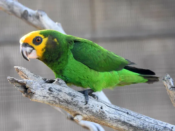 Loro de Frente Amarilla