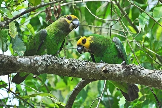 Loro de Frente Amarilla