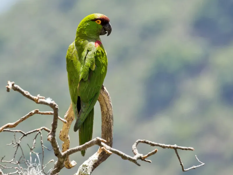 Loro de Frente Granate