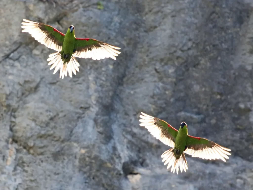 Loro de Frente Granate