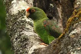 Loro de Frente Roja