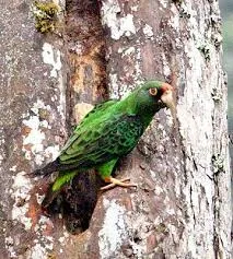 Loro de Frente Roja