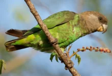 Loro de cuello marrón