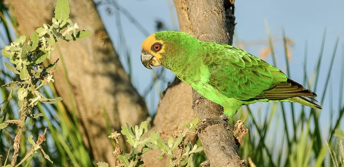 Loro de Frente Amarilla