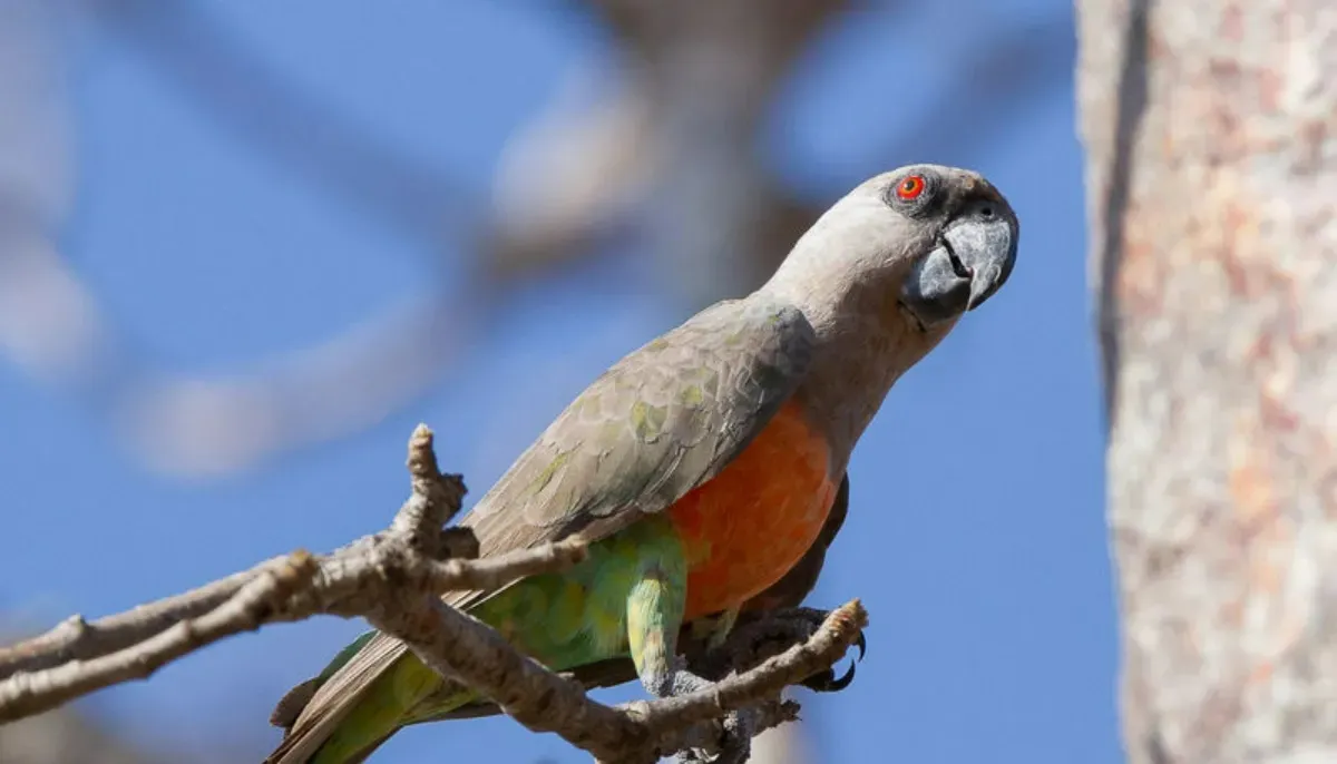 Loro de vientre rojo