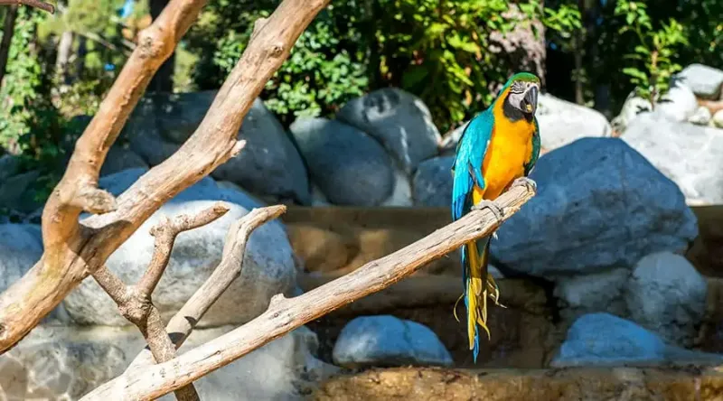 Cómo cuidar y atender a un loro ara