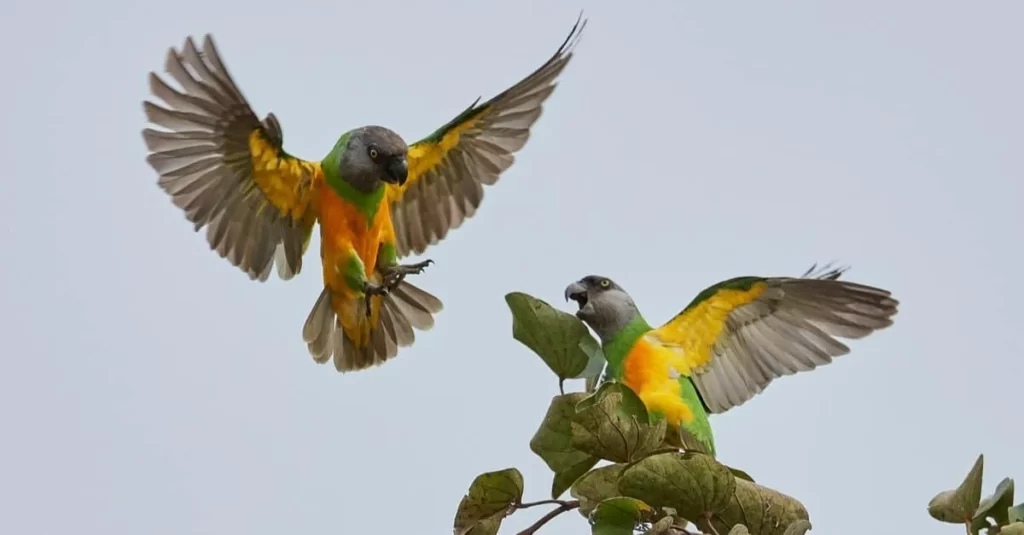 Loro Senegalés