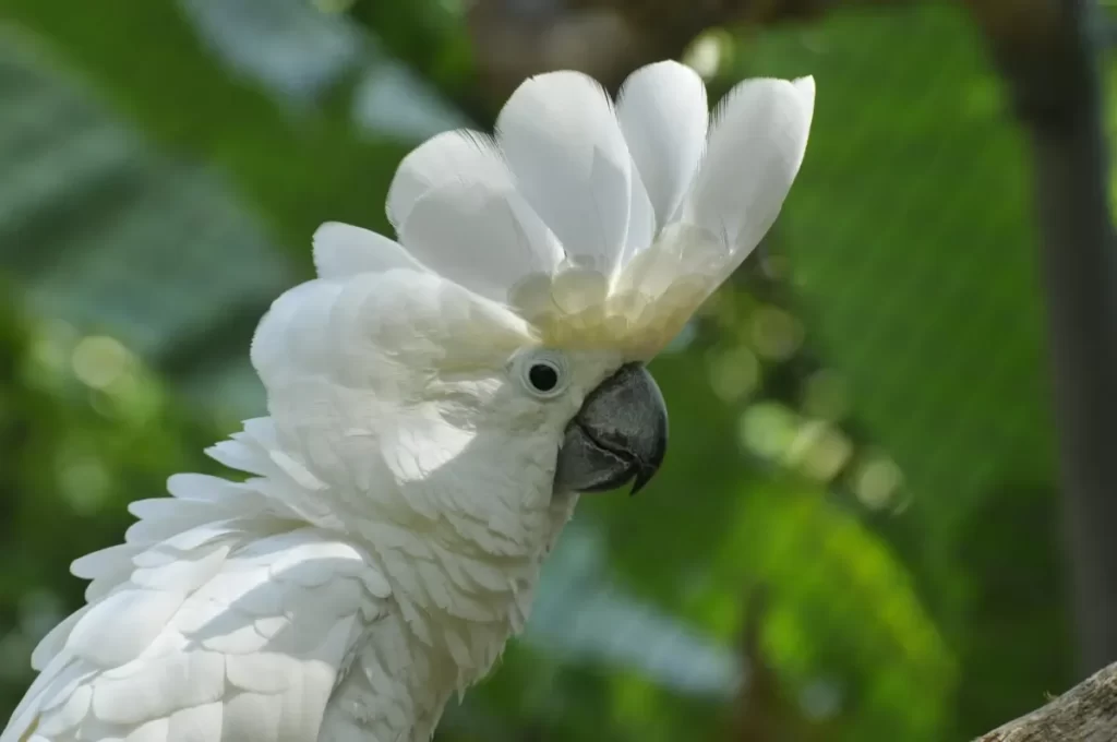 La cacatúa como animal de compañía