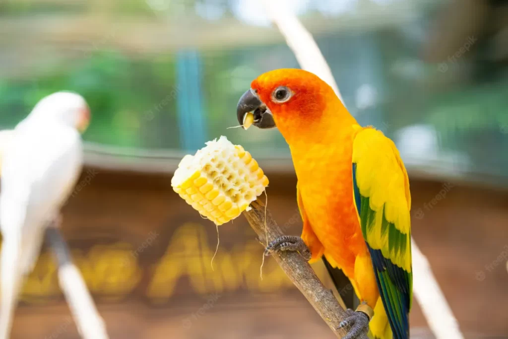 Cuidados y alimentación de los loros