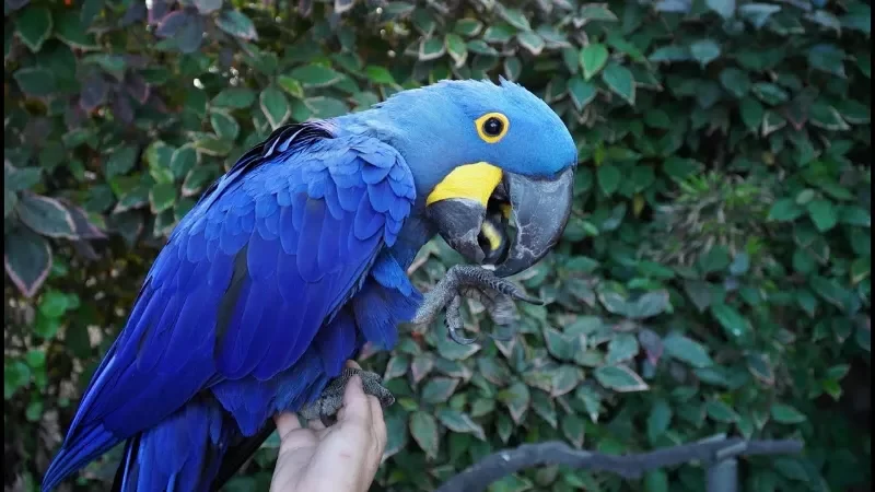 Guacamayo Jacinto