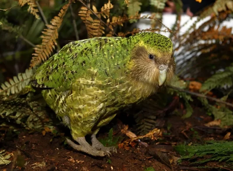 Kakapo