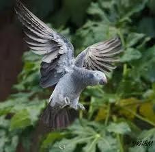 loros grises africanos de Timneh 