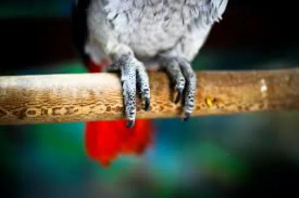 loros tienen patas cigomáticas