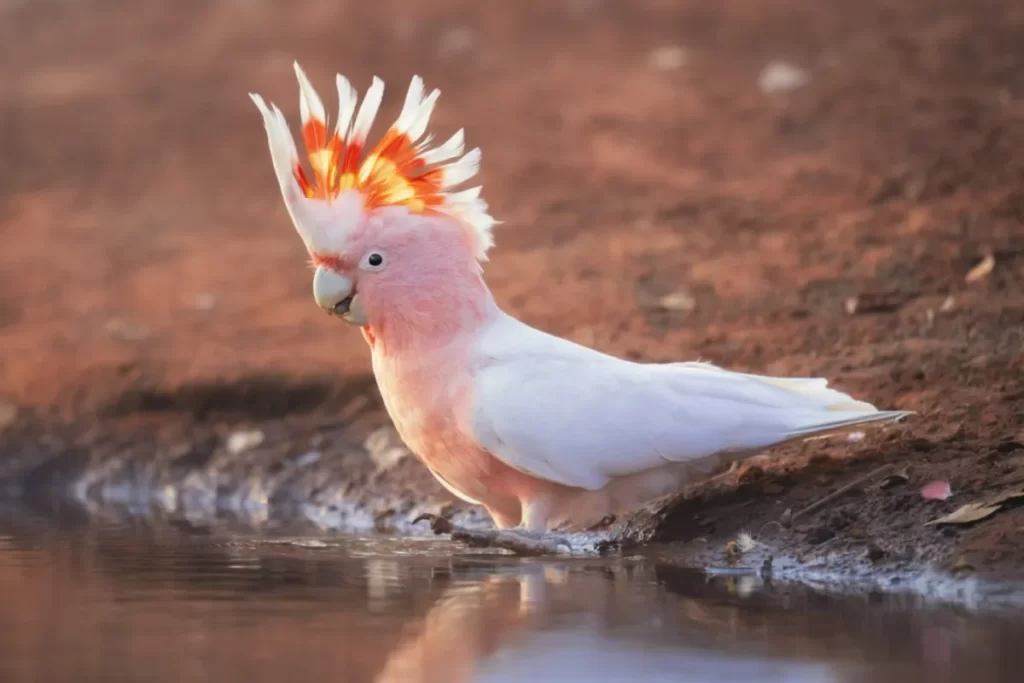 características únicas de los loros