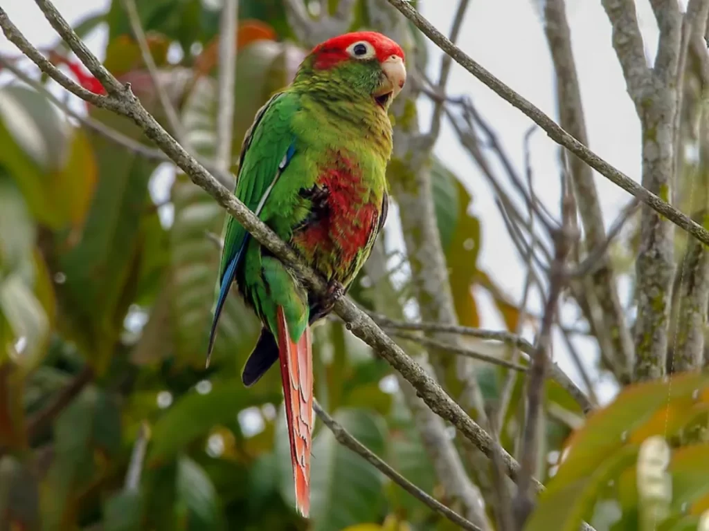 Perico cabeza roja (Pyrrhura rhodocephala)