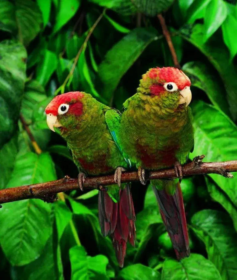 Perico cabeza roja (Pyrrhura rhodocephala)