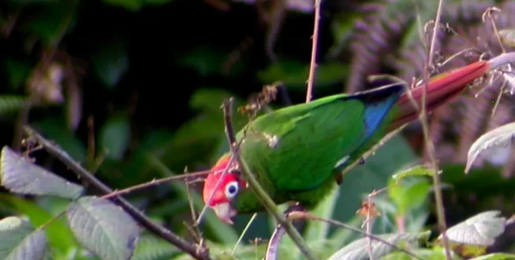 Perico cabeza roja (Pyrrhura rhodocephala)