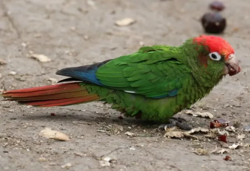 Perico cabeza roja (Pyrrhura rhodocephala)