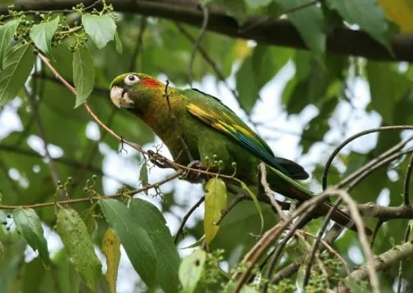 perico de Hoffman