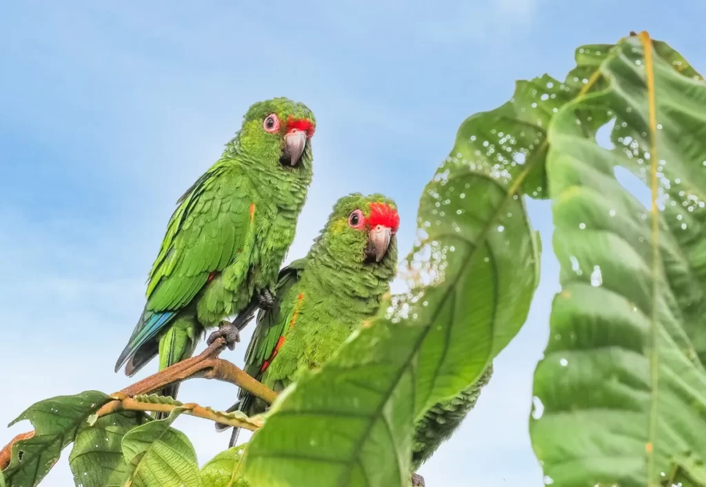 Perico de El Oro