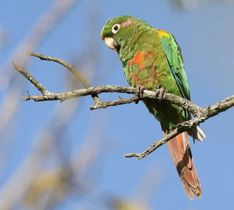 Cotorra de Santa Marta ( Pyrrhura viridicata )