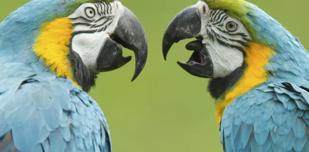 Voces y sonidos de loros loros discutiendo