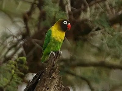 Agapornis de cuello amarillo , Agapornis personatus