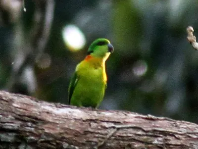 Agapornis de cuello negro , Agapornis swindernianus