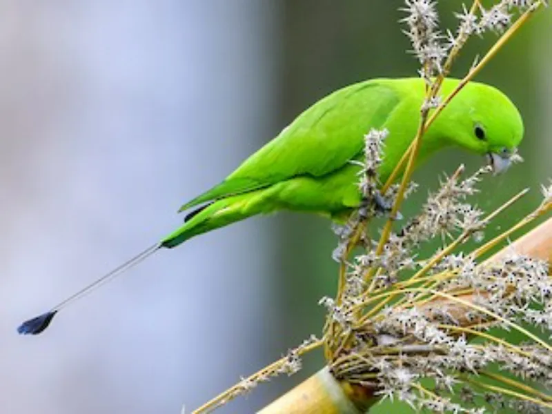 loros cola de raqueta