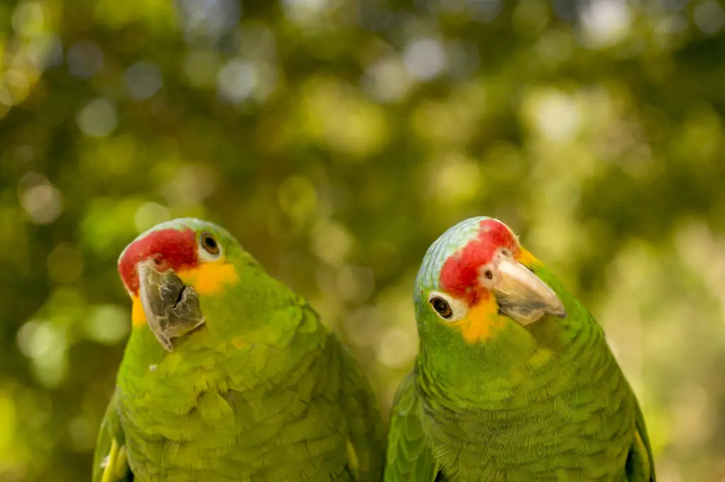 Amazon Parrots