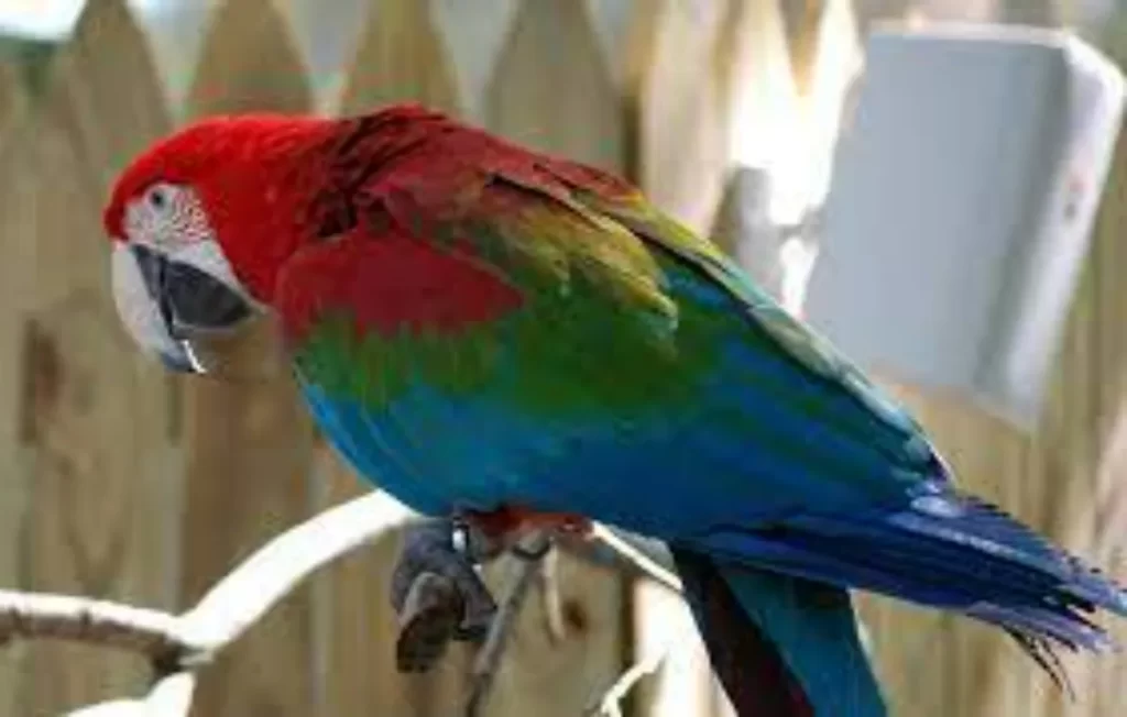 Guacamayo rojo y verde