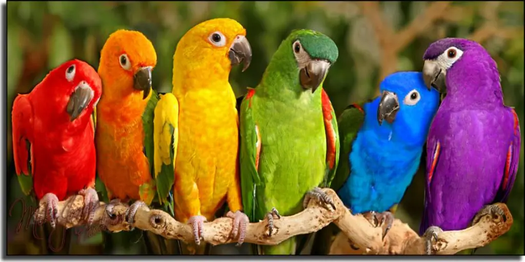 Cuáles son los colores de los loros