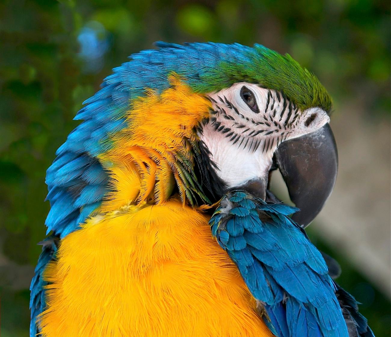 Head of an Ara ararauna