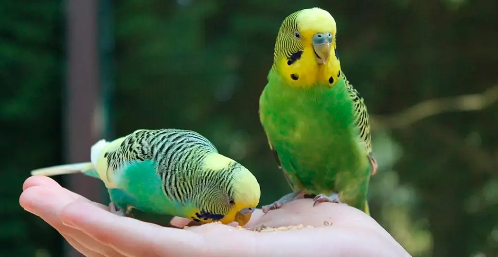 Domesticación Exitosa de Loros