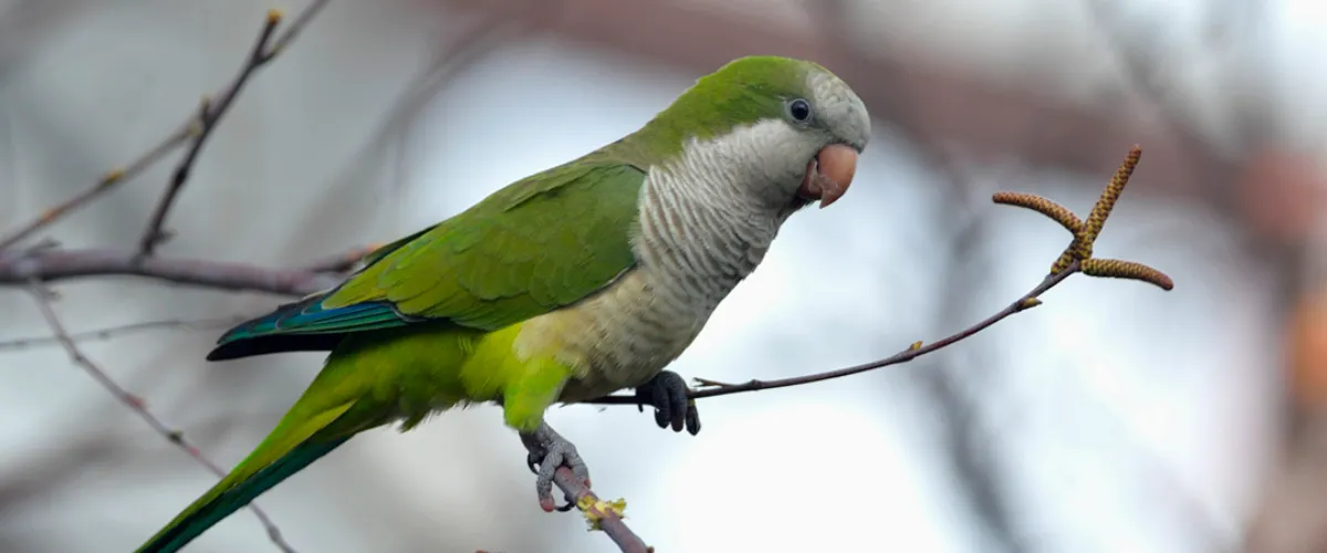 La especie invasora un desafío para la conservación de la naturaleza